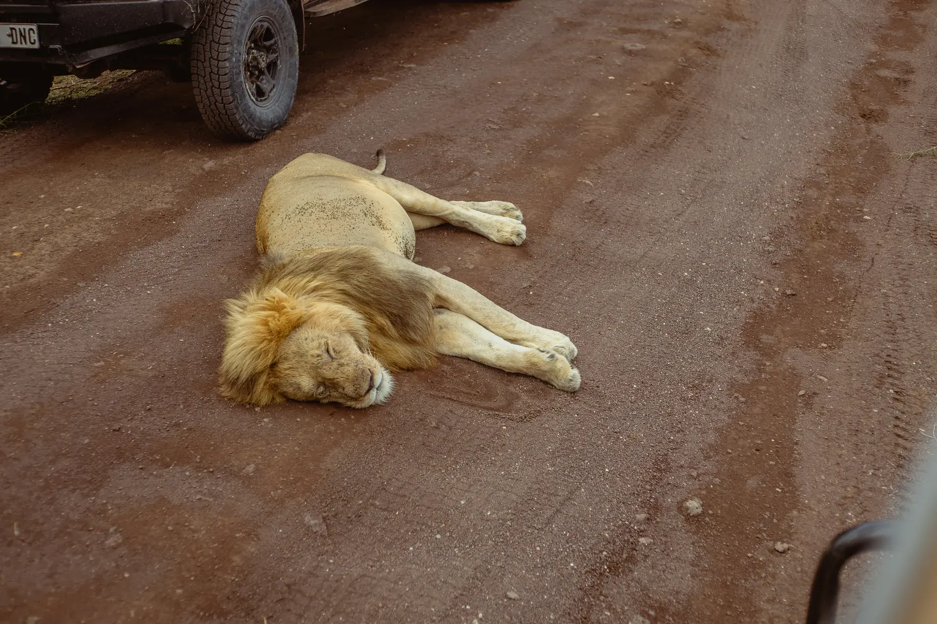 Lion in an East African safari landscape